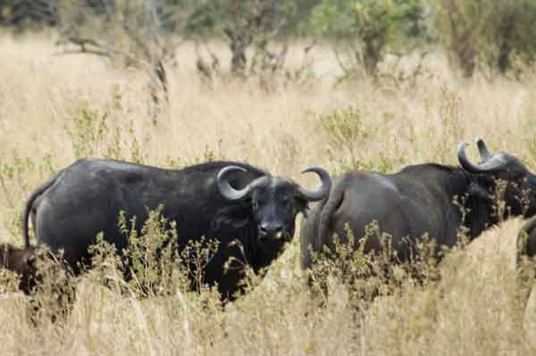 56 - Kenia - Bufalos africanos - reserva nacional de Masai Mara